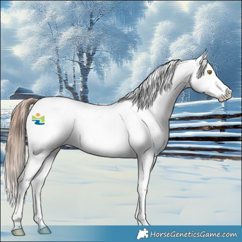 Horse Color:Amber Champagne Roan Appaloosa 