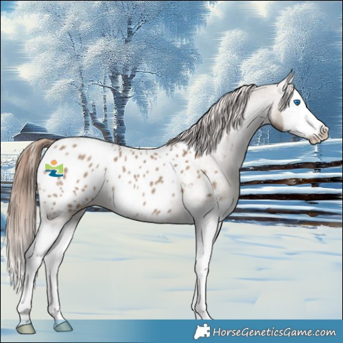 Horse Color:Classic Champagne Splash Appaloosa 