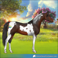 Horse Color:Brown Tobiano 