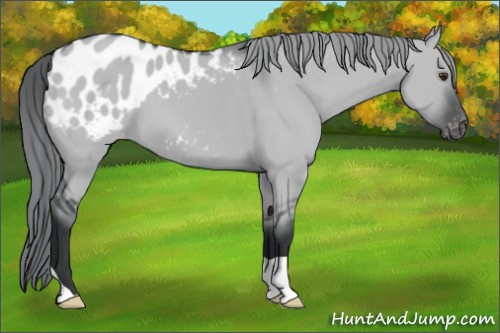 Horse Color:Grullo Chinchilla Appaloosa 