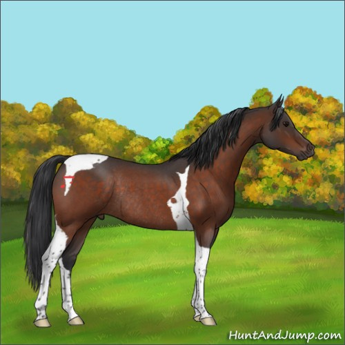 Horse Color:Bay Roan Tobiano Rabicano 