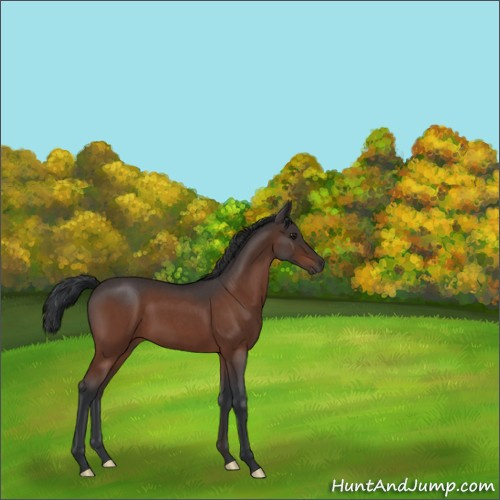 Horse Color:Brown Roan 