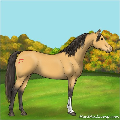 Horse Color:Buckskin 