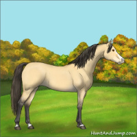 Horse Color:Buckskin Roan Dun Splash 