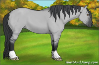 Horse Color:Grullo Chinchilla 