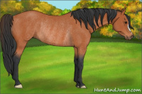 Horse Color:Bay Rabicano 