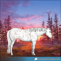 Horse Color:White Spotted Silver Brown Blanket Rabicano 