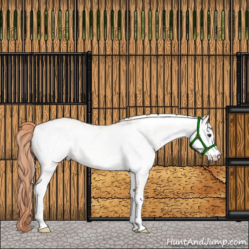 Horse Color:White Spotted Chestnut 