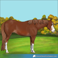 Horse Color:Chestnut 
