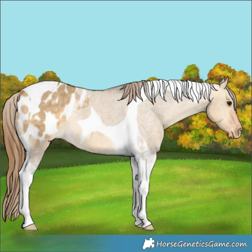 Horse Color:Buckskin Dun Tobiano Appaloosa 