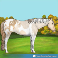 Horse Color:Buckskin Dun Tobiano Blanket 