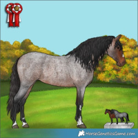Horse Color:Bay Roan 