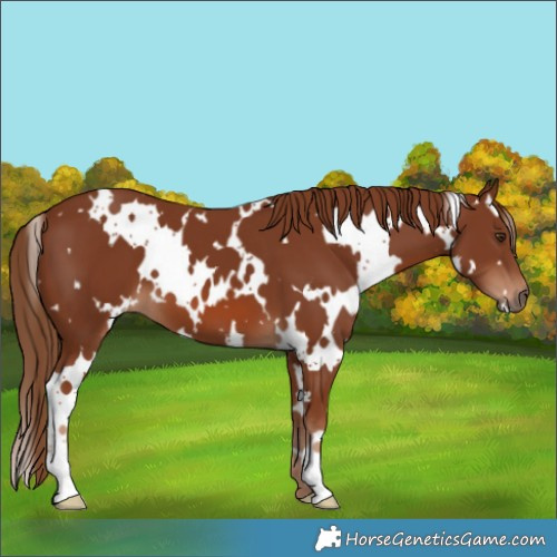 Horse Color:White Spotted Chestnut 