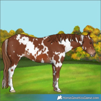 Horse Color:White Spotted Chestnut 