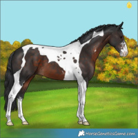 Horse Color:Brown Sabino Tobiano 