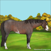 Horse Color:Liver Red Roan Sabino 