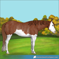 Horse Color:Chestnut Splash Rabicano 