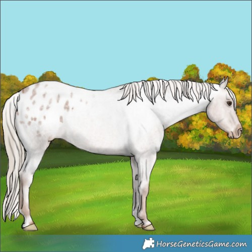 Horse Color:Red Roan Appaloosa 