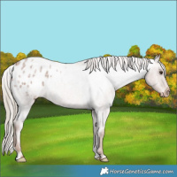 Horse Color:Red Roan Varnish 