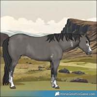 Horse Color:Grullo Sabino Rabicano