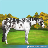 Horse Color:White Spotted Brown 