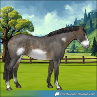 Horse Color:Buckskin Roan Sabino Frame 