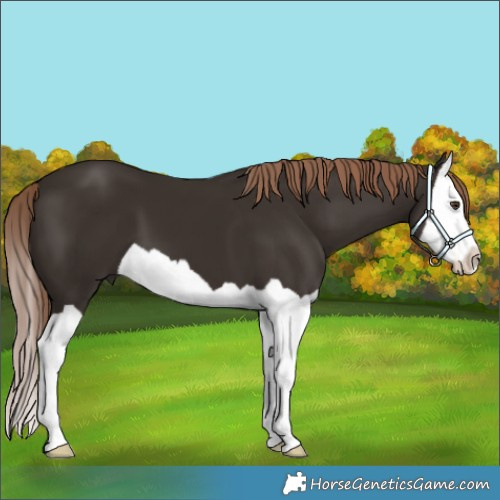 Horse Color:Liver Chestnut Splash 