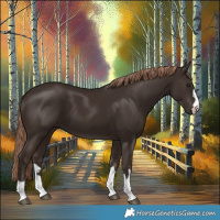 Horse Color:Liver Chestnut 