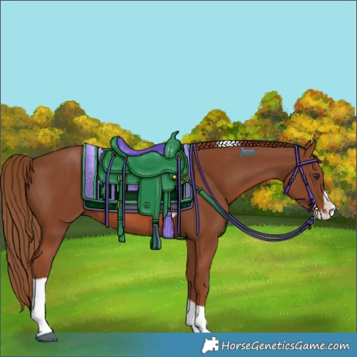 Horse Color:Chestnut Splash Tobiano