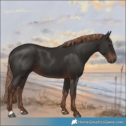 Horse Color:Liver Chestnut