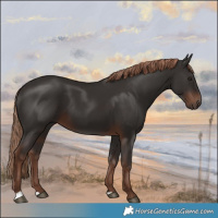 Horse Color:Liver Chestnut 