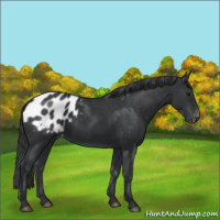 Horse Color:Black Appaloosa 