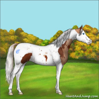Horse Color:Gold Champagne Splash Tobiano  and Silver Bay Splash Tobiano 