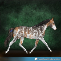 Horse Color:Buckskin Sabino