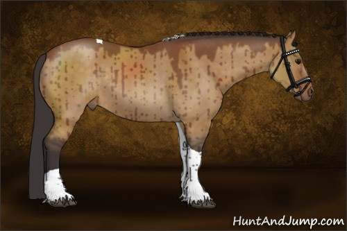 Horse Color:Buckskin Roan Dun Tobiano Rabicano Brindle 