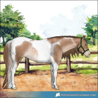 Horse Color:Liver Chestnut Pearl Tobiano Rabicano 