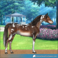 Horse Color:White Spotted Liver Chestnut Tobiano 