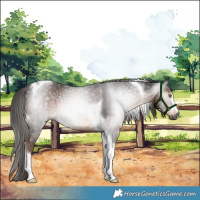 Horse Color:Gray Liver Chestnut Tobiano Rabicano