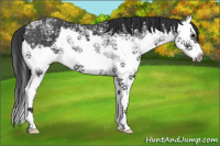 Horse Color:Black Ice Splash 