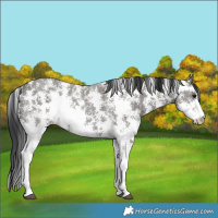 Horse Color:Grullo Sabino Rabicano 