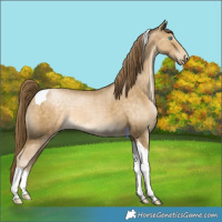 Horse Color:Buckskin Pearl Tobiano