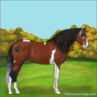 Horse Color:Gray Bay Splash Tobiano 