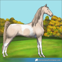 Horse Color:Perlino Tobiano