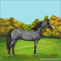 Horse Color:Blue Roan Splash 