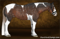 Horse Color:Liver Chestnut Splash Tobiano Appaloosa Rabicano 