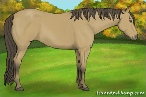 Horse Color:Buckskin 
