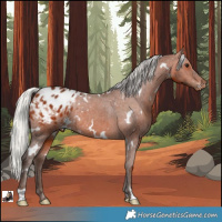 Horse Color:White Spotted Silver Brown Varnish Rabicano 