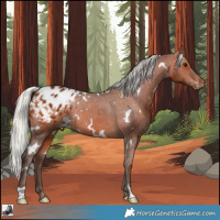 Horse Color:White Spotted Silver Brown Appaloosa Rabicano