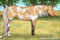 Horse Color:White Spotted Silver Buckskin Dun 