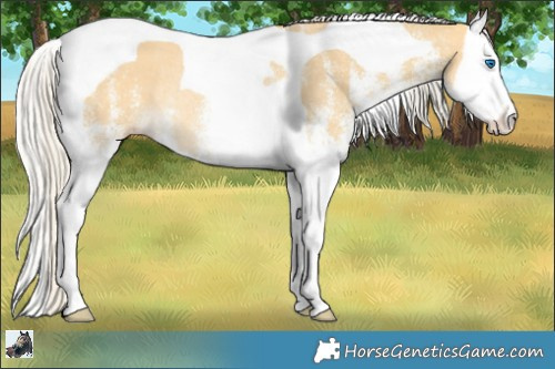Horse Color:White Spotted Silver Sable Cream Champagne Dun Splash Tobiano Rabicano 